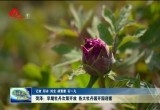 菏泽：早期牡丹次第开放 各大牡丹园开园迎客