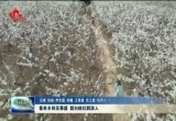 春来乡间花事盛 梨白桃红醉游人