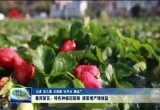 鲁西新区：特色种植蹚新路 提质增产增效益