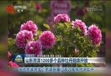 央视新闻频道《新闻联播》再次聚焦菏泽牡丹