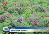 雨中牡丹娇艳欲滴 展示别样风采