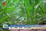 菏泽：小麦喜迎“及时雨” 专家支招促增产