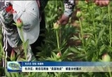 牡丹区：鲜切花释放“美丽效应” 赋能乡村振兴