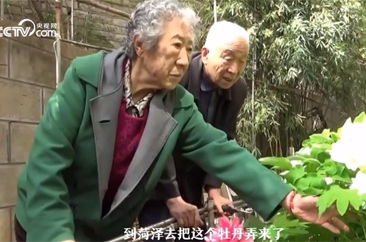  大爷是懂浪漫的！开车600公里买50株菏泽牡丹为妻子建花园 