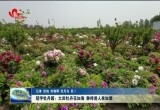 冠宇牡丹园：大田牡丹花如海 静待游人来如潮