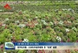 冠宇牡丹园：大田牡丹连阡接陌 享“花海”盛宴