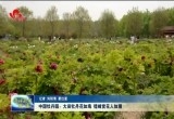 中国牡丹园：大田牡丹花如海 错峰赏花人如潮