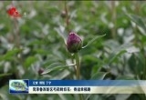 菏泽鲁西新区芍药鲜切花：香溢幸福路