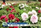 定陶：打造牡丹花的“甜蜜”产业链