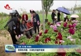 菏泽牡丹园：大田牡丹盛开迎宾