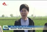 曹临到定陶区、曹县调研小麦条锈病防控工作