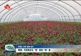 鄄城：芍药鲜切花“美”景变“钱”景