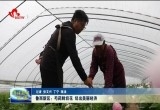 鲁西新区：芍药鲜切花 切出美丽经济