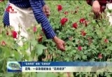 【“花样菏泽”绽放“花样经济”】定陶：一朵玫瑰绽放出“花样经济”