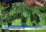 东明县、单县：特色产业种出乡村振兴好“钱景”