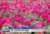 【“花样菏泽”绽放“花样经济”】定陶：共赴玫瑰之约 畅享文旅盛宴