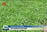 【推动黄河流域生态保护和高质量发展】成武县、定陶区：特色农业种植托起乡村振兴致富路