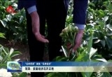 【“花样菏泽”绽放“花样经济”】菏泽：美丽经济花开正艳