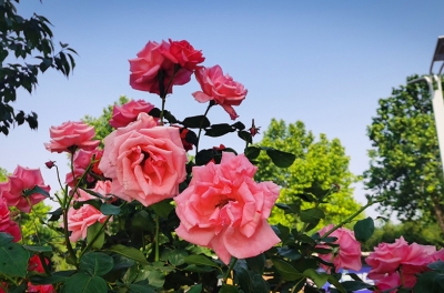  花样菏泽 | 人民路两侧月季开 