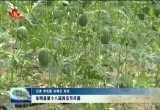 东明县第十八届西瓜节开幕