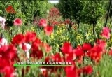 定陶：200万株虞美人花开成海迎夏来