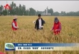 定陶：风吹麦浪“绿渐黄” 农技专家测产忙