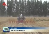 巨野：84万亩小麦正式开镰收割