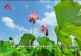 东明：百亩荷花次第开 夏日美景入画来