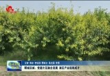 鄄城旧城镇：党建片区融合发展，滩区产业连线成片