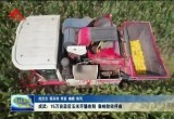 成武：15万亩蒜后玉米开镰收割 奏响秋收序曲
