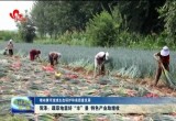 菏泽：蔬菜地里好“丰”景 特色产业助增收