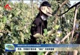 【推动黄河流域生态保护和高质量发展】菏泽：苹果桃子喜丰收 “映红”百姓致富路