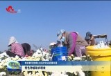 【推动黄河流域生态保护和高质量发展】菏泽市特色种植助农增收