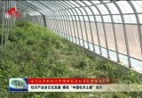 牡丹产业多元化发展 擦亮“中国牡丹之都”名片