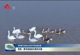 【推动黄河流域生态保护和高质量发展】菏泽：黄河流域成为候鸟乐园