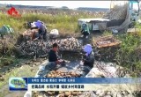 挖藕品鲜 水稻开镰 铺就乡村致富路