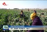【推动黄河流域生态保护和高质量发展】菏泽：因地施策 特色种植打开“增收门”