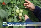 菏泽：应对寒潮 保障寒潮“菜篮子”供应
