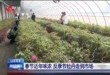 菏泽：春节近年味浓 反季节牡丹走俏市场