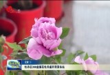 牡丹区300盆催花牡丹盛开菏泽东站