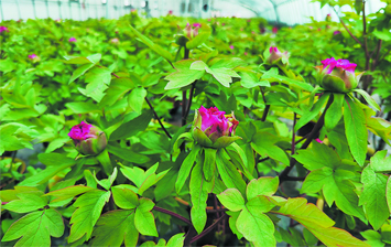 菏泽七成催花牡丹“名花有主”