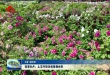 菏泽牡丹：从花开菏泽到香飘世界
