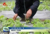人勤春来早 大棚农事忙