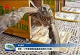 菏泽：17只落难康复猛禽成功回归大自然