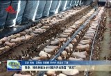 菏泽： 特色种植为乡村振兴开出致富“良方”