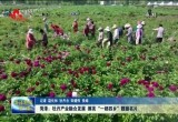 菏泽：牡丹产业融合发展 擦亮“一都四乡”靓丽名片