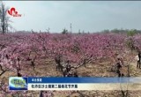 牡丹区沙土镇第二届桃花节开幕