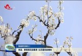 单县：醉美梨花迎客来 以花富民助增收