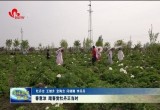 春意浓 踏春赏牡丹正当时