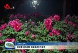 夜游曹州牡丹园 领略别样牡丹花韵